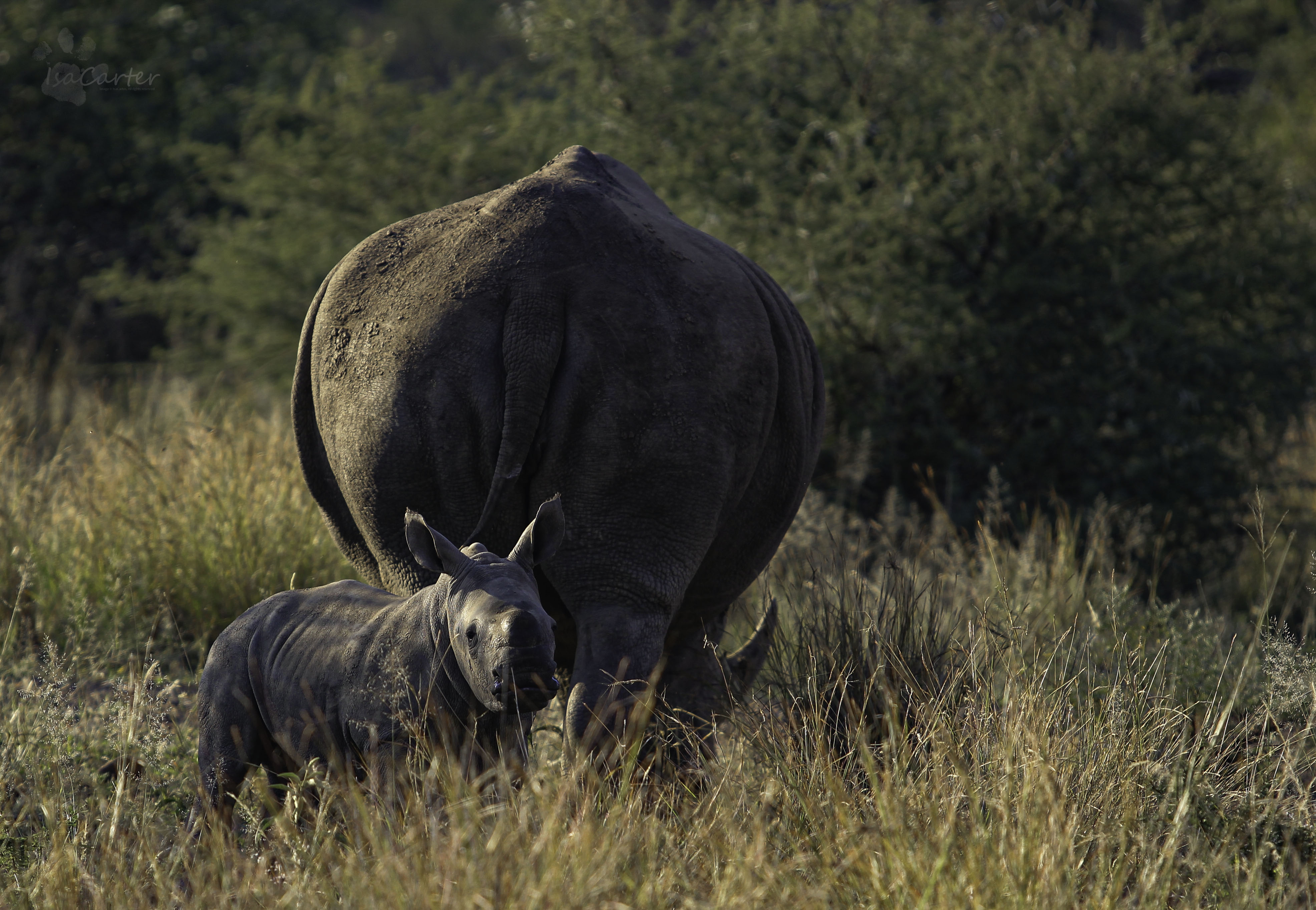 Rhino